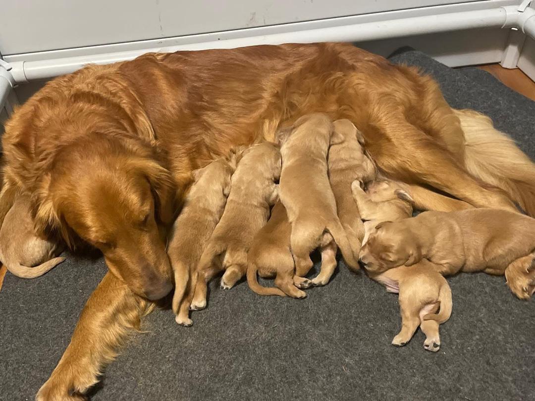 Mom with puppies